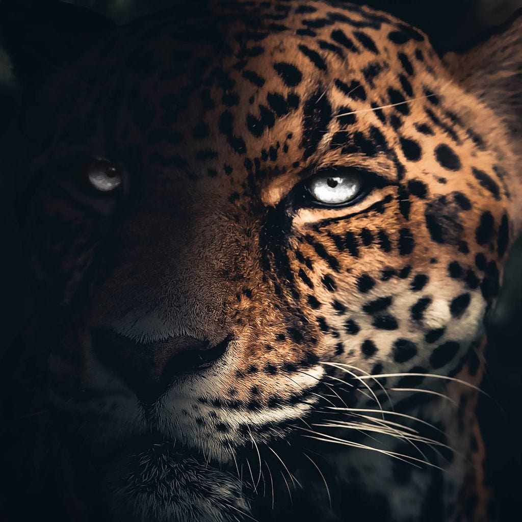 Jaguar Half Canvas Wall Art