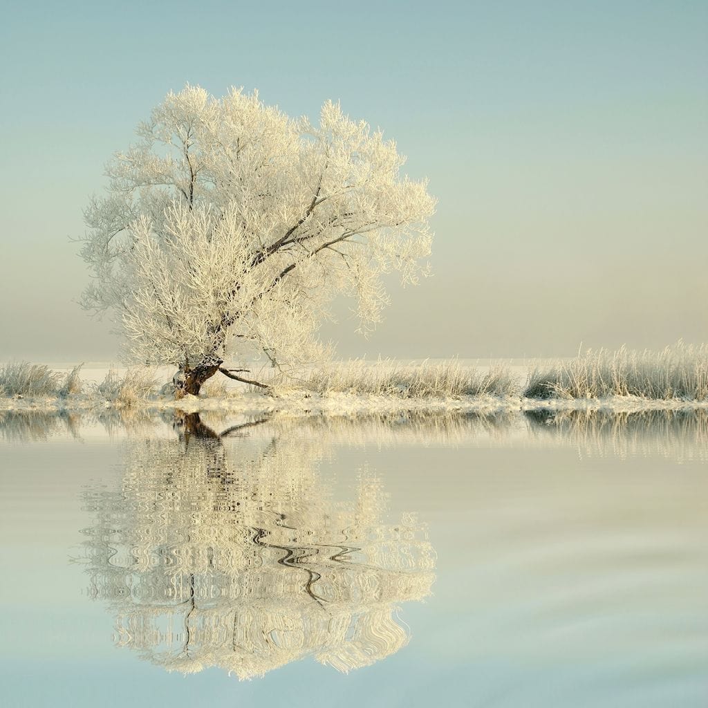 Winter Tree by the Lake Canvas Wall Art