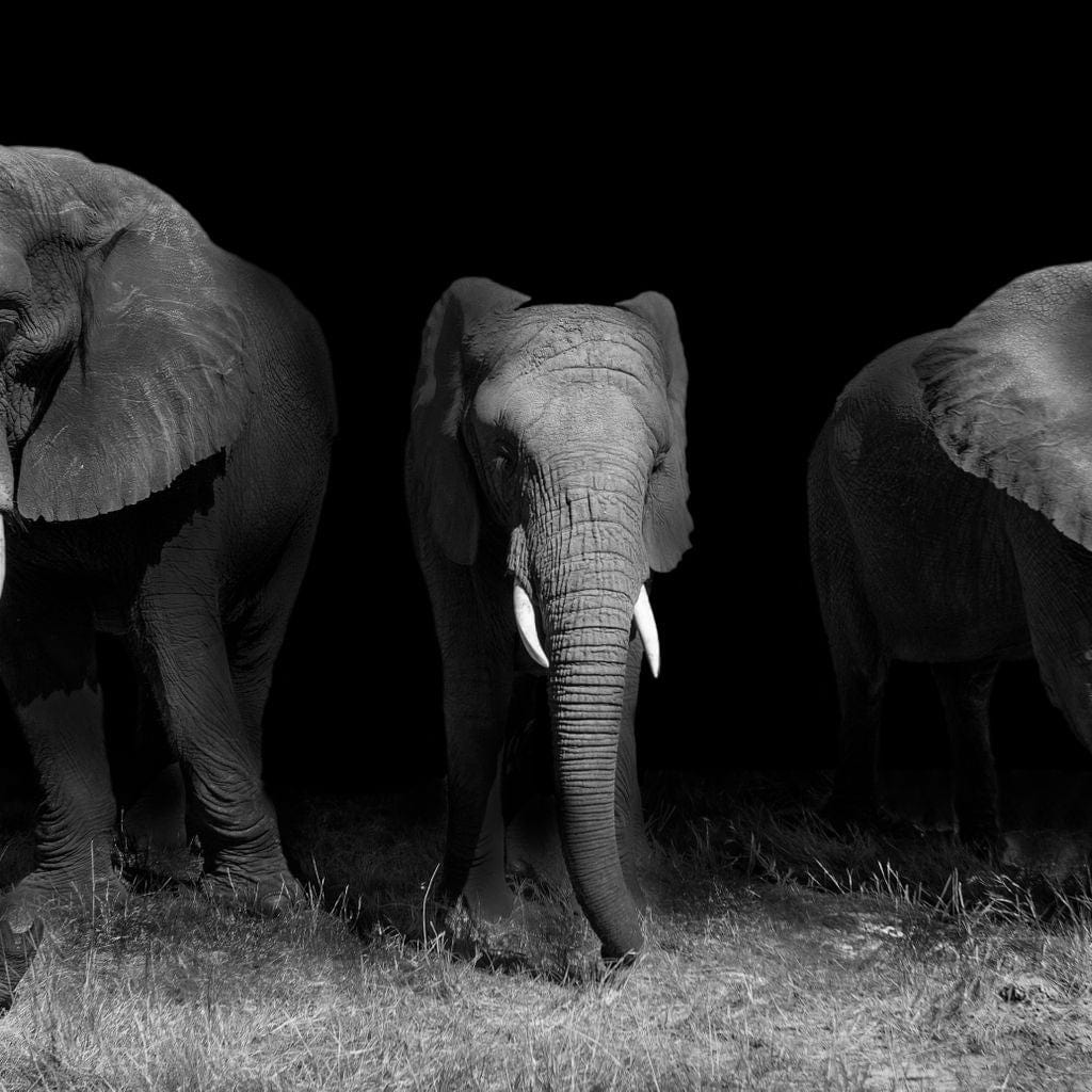 Black and White Elephants Canvas Wall Art