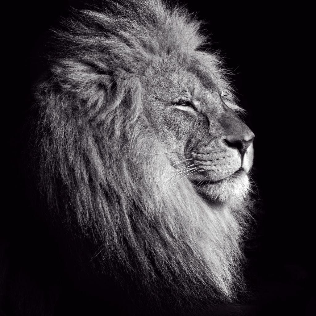 Black and White Lion King Canvas Wall Art