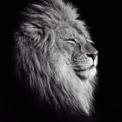Black and White Lion King Canvas Wall Art