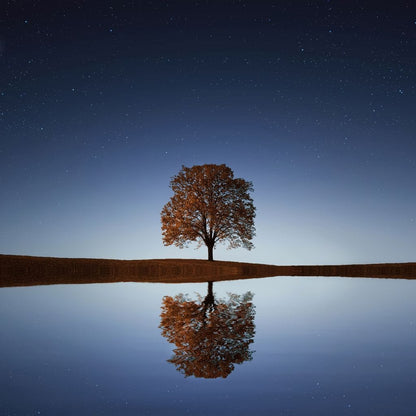 Tree Reflection Canvas Wall Art