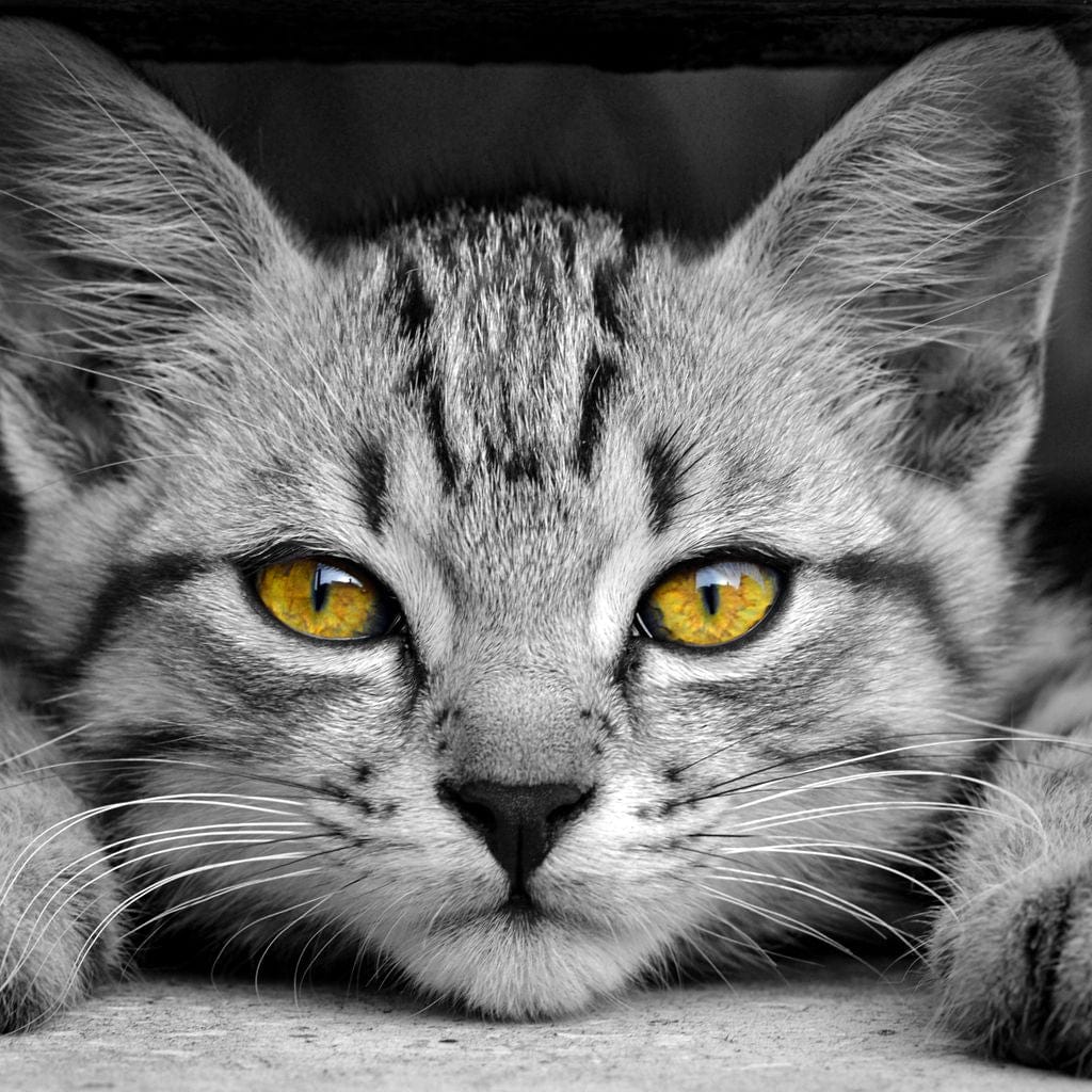Black & White Cat with Yellow Eyes Canvas Wall Art