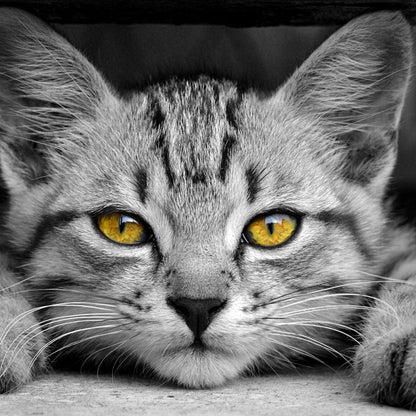 Black & White Cat with Yellow Eyes Canvas Wall Art
