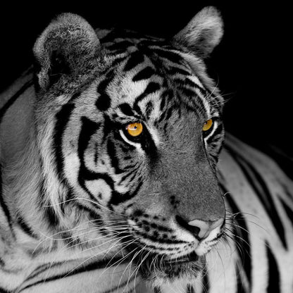 Black and White Tiger with Yellow Eyes Canvas Wall Art