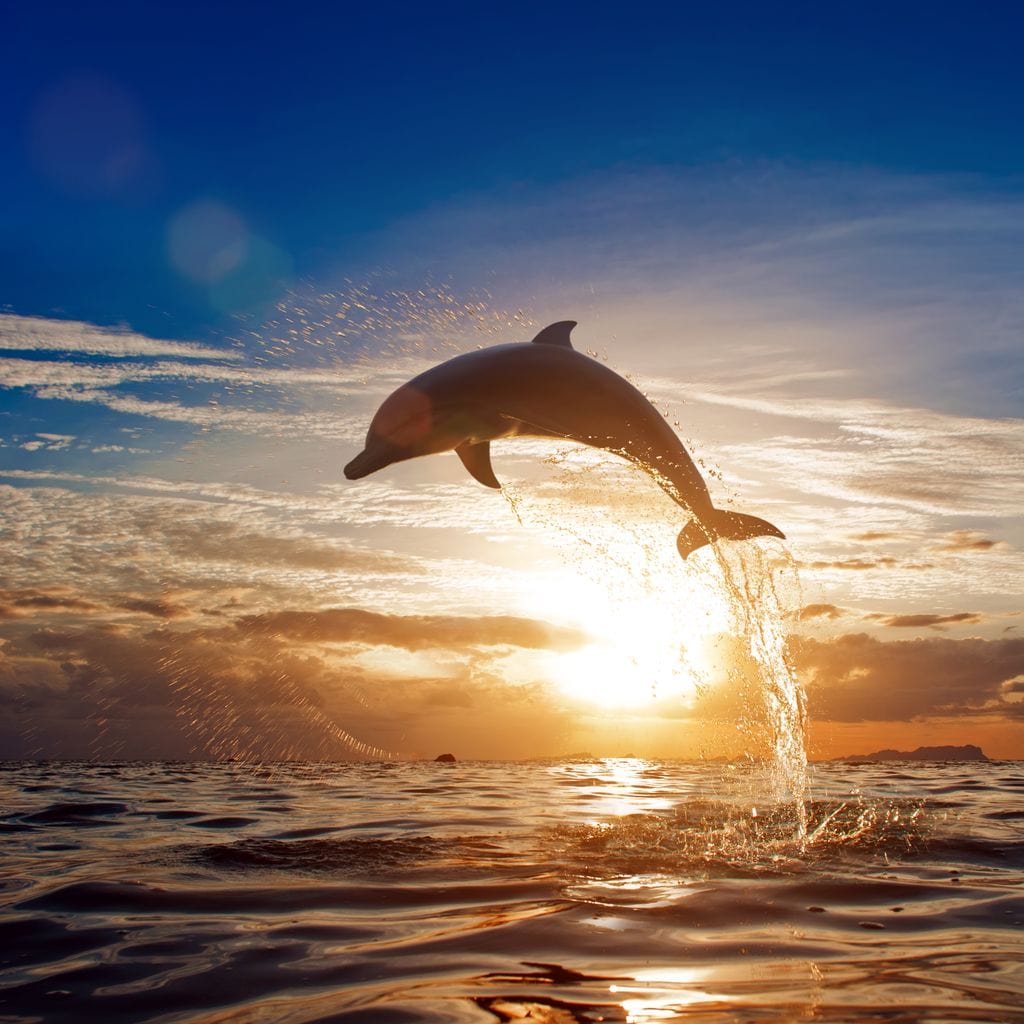 Leaping Dolphin Canvas Wall Art