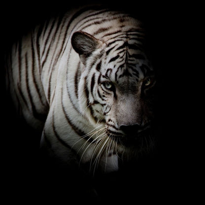 Black and White Tiger Canvas Wall Art