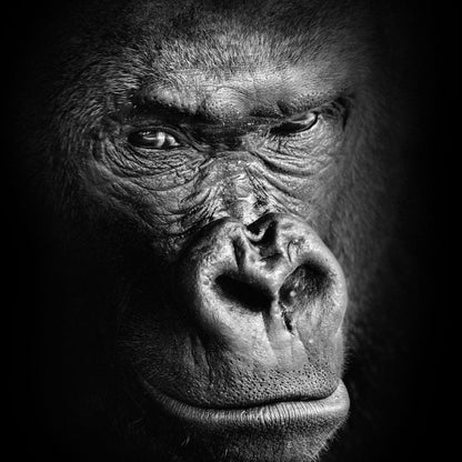 Black and White Gorilla Canvas Wall Art