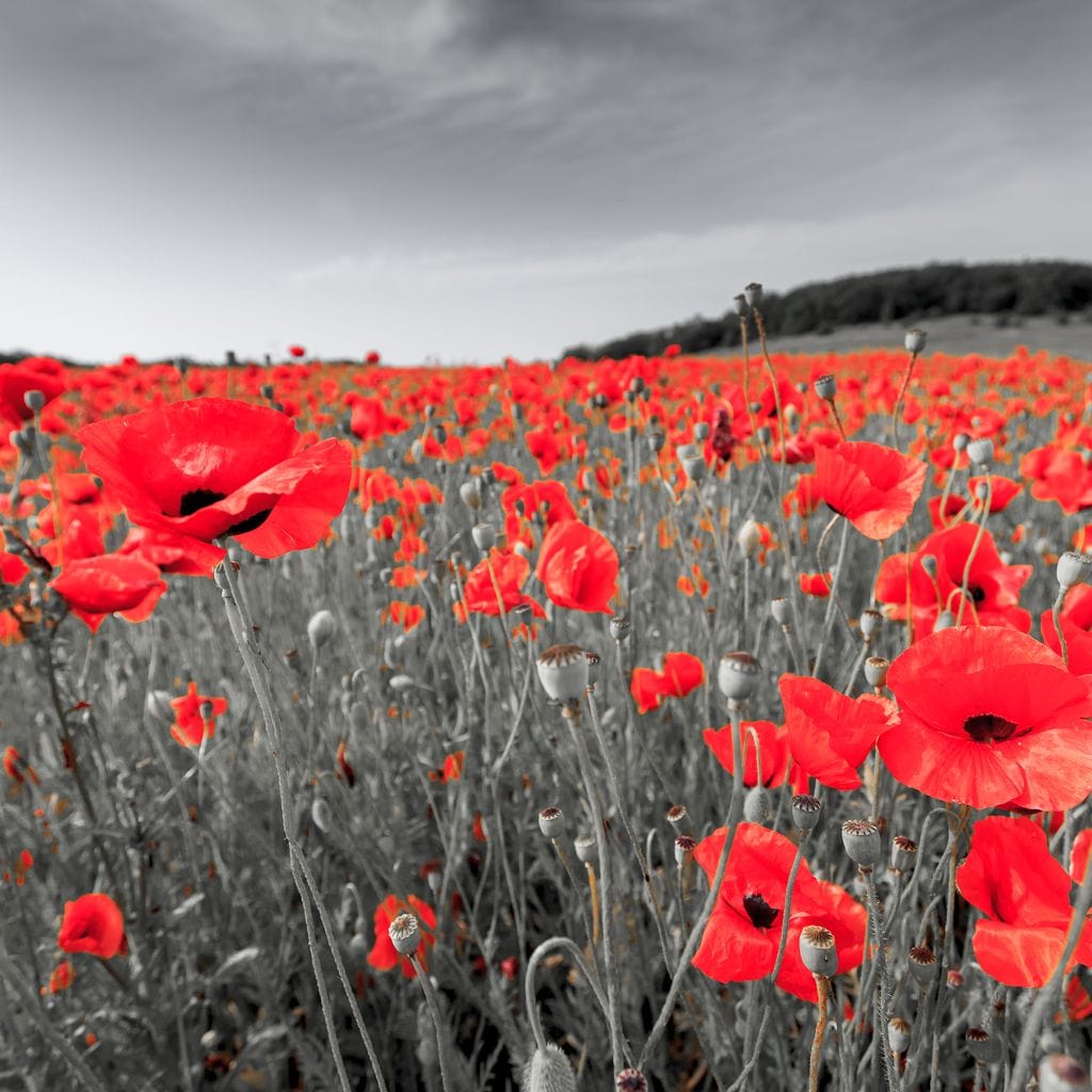 Flanders Fields Canvas Wall Art