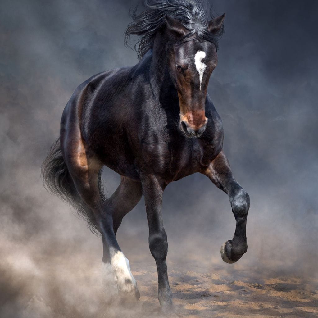 Wild Horse Canvas Wall Art