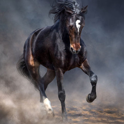 Wild Horse Canvas Wall Art