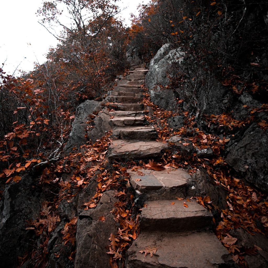 Autumn Path Canvas Wall Art