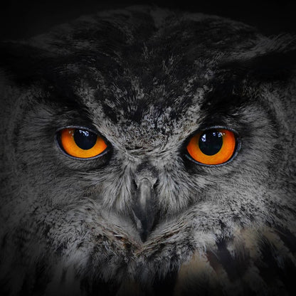 Black & White Owl with Orange Eyes Canvas Wall Art