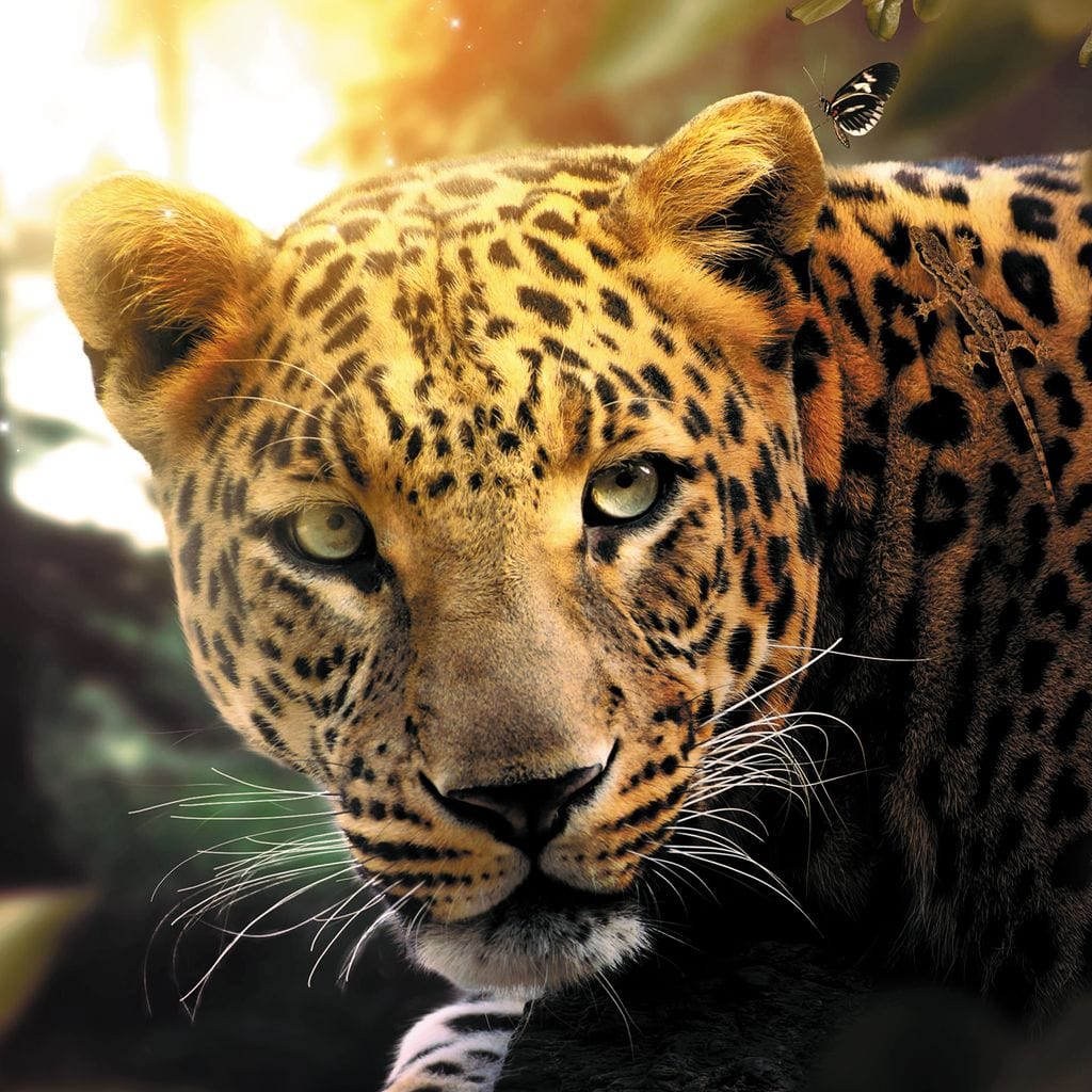 Leopard Canvas Wall Art