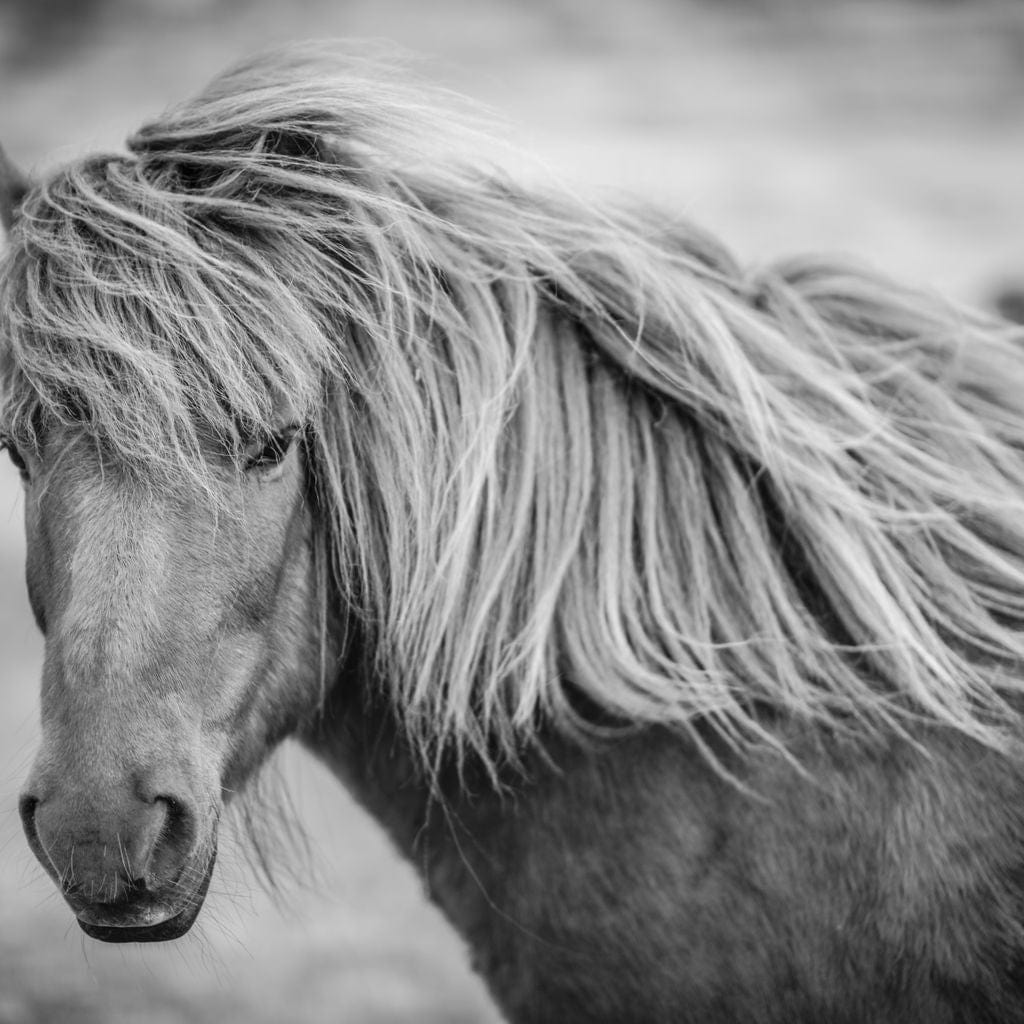 Icelandic Horse in Black & White Canvas Wall Art