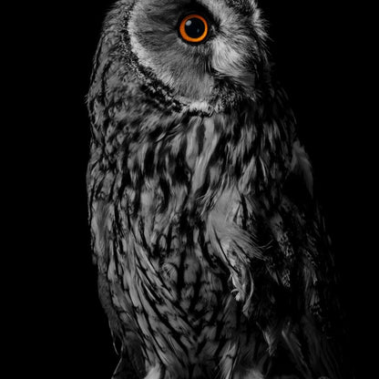 Black & White Owl Canvas Wall Art