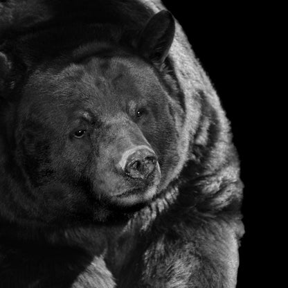 Black and White Bear Canvas Wall Art