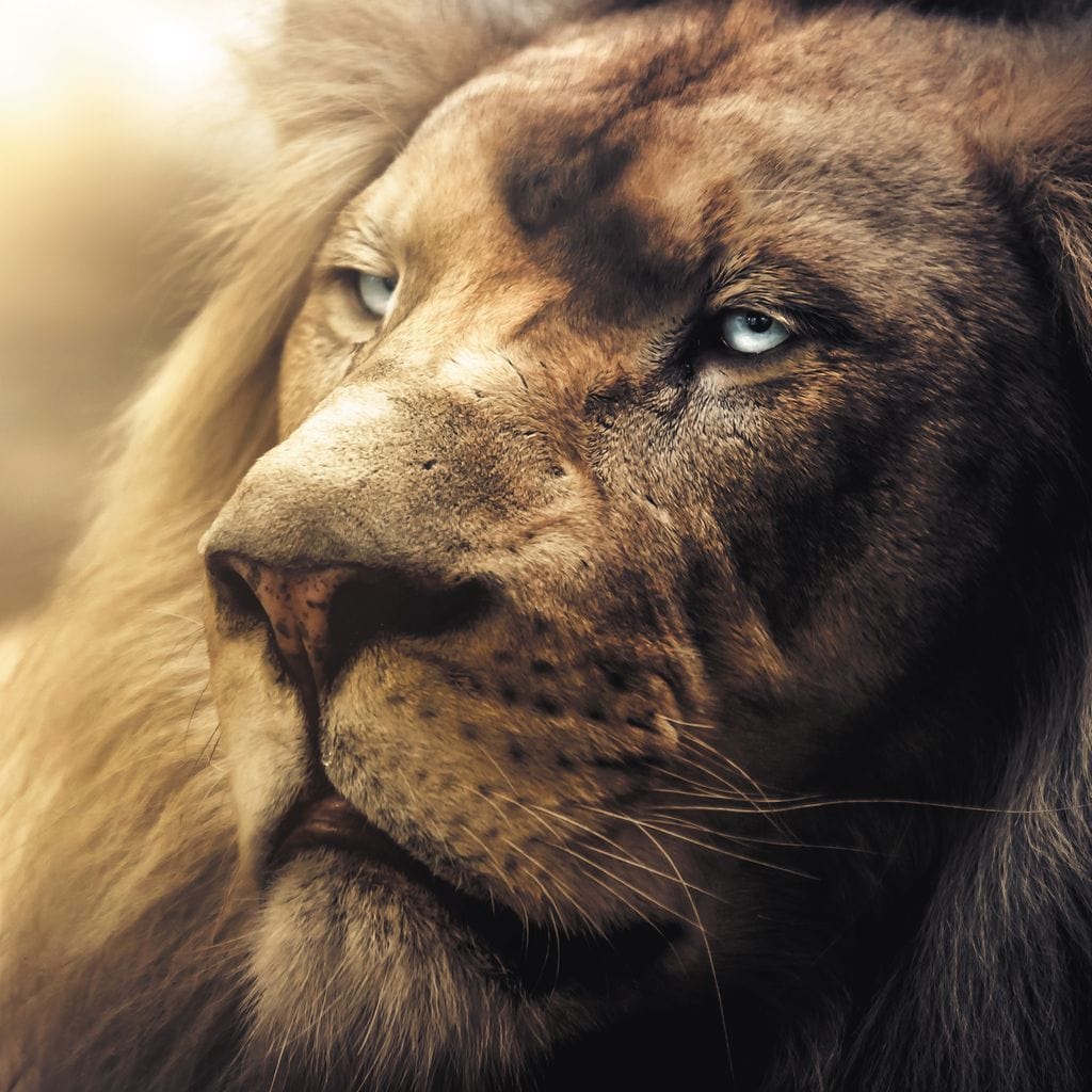 Lion Boss Canvas Wall Art