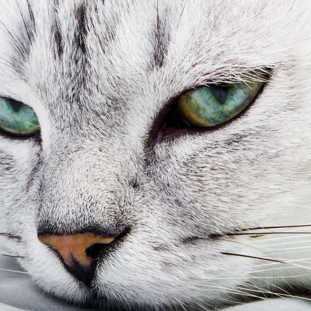 Cat Relaxing Canvas Wall Art