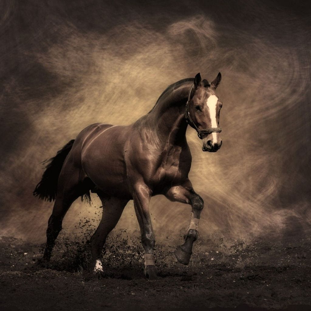 Brown Horse Canvas Wall Art