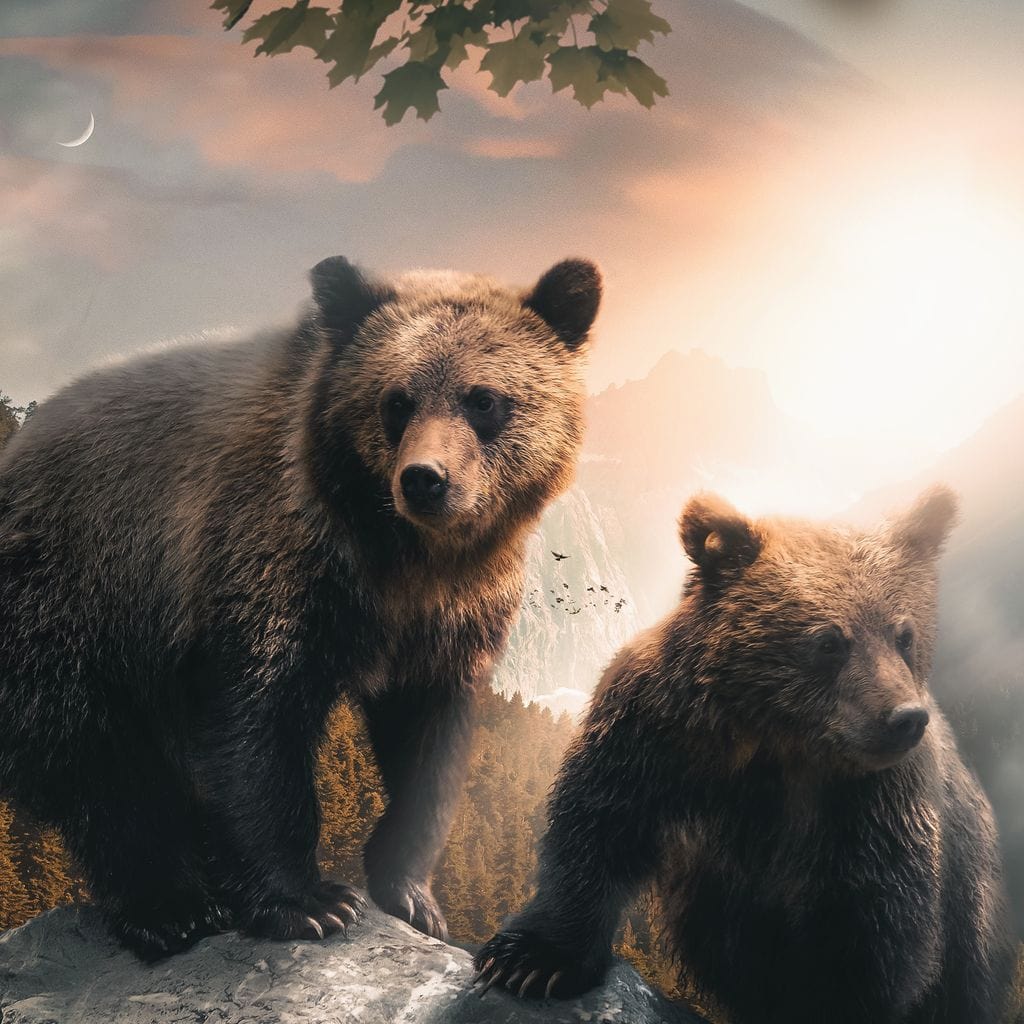 Sunset Bears Canvas Wall Art