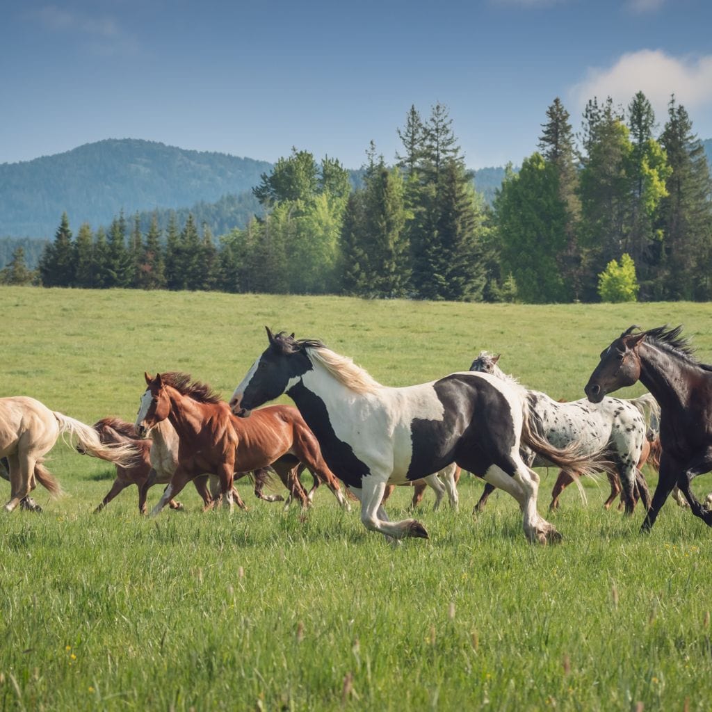 Horses of all Colors Running in a Pasture Canvas Wall Art