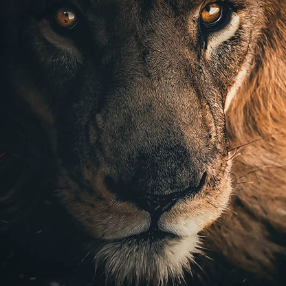 Lion Portrait Water Canvas Wall Art