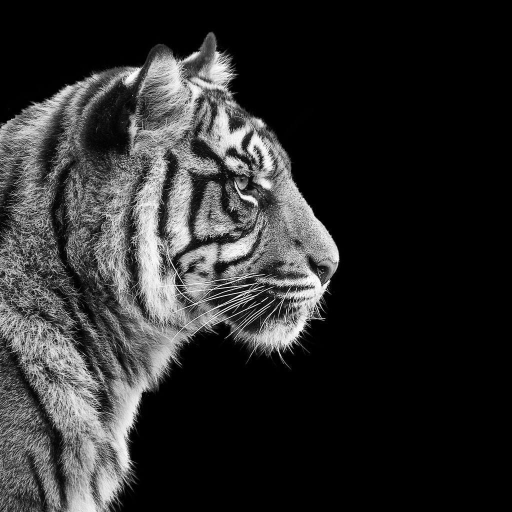 Black and White Sumatran Tiger Canvas Wall Art