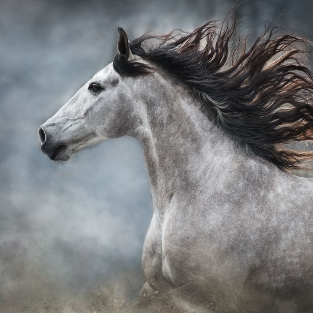 Andalusian Horse Canvas Wall Art