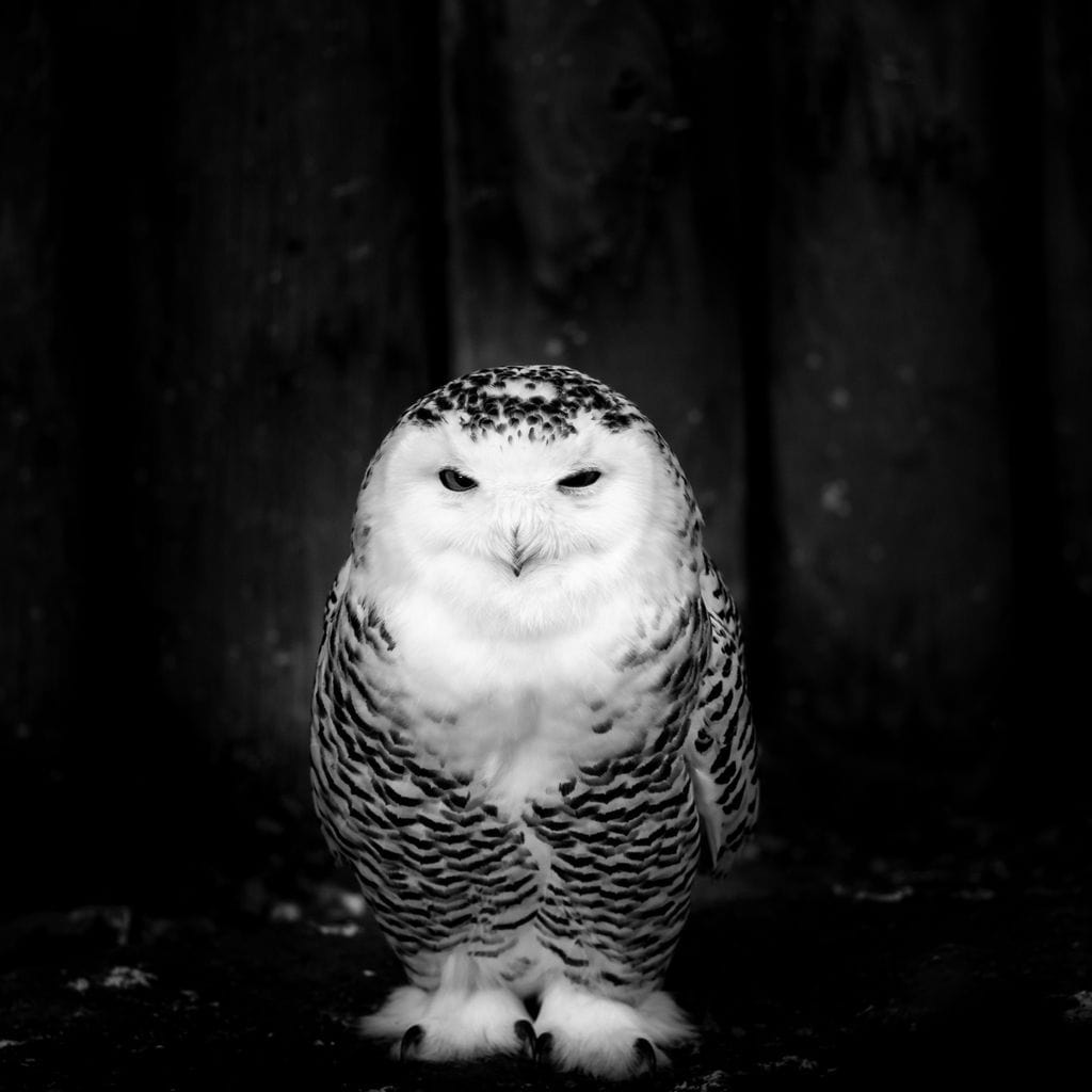 Black and White Snowy Owl Canvas Wall Art