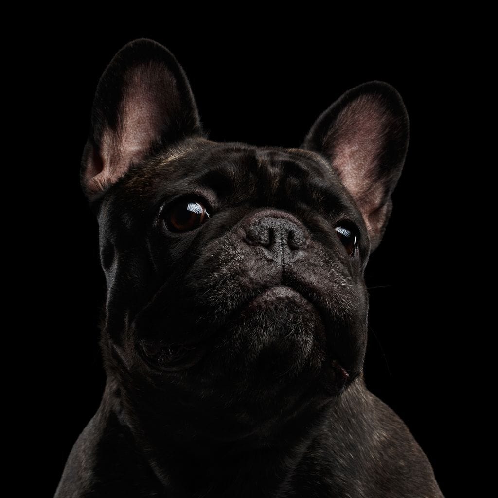 Black French Bulldog Canvas Wall Art