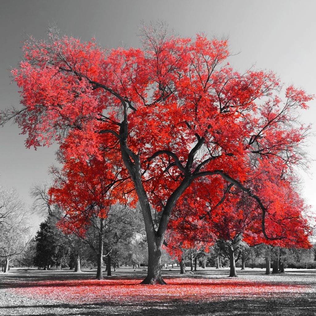 Big Red Tree Canvas Wall Art