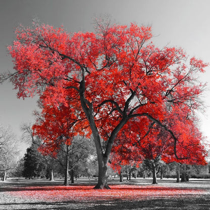 Big Red Tree Canvas Wall Art