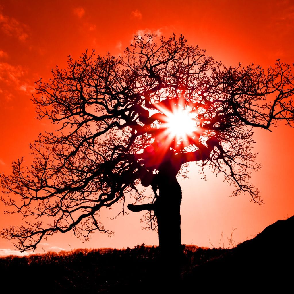 Red Dusk Canvas Wall Art