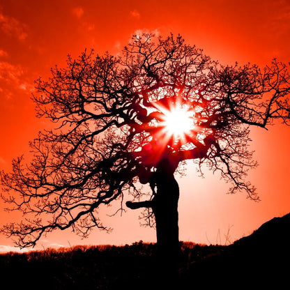 Red Dusk Canvas Wall Art