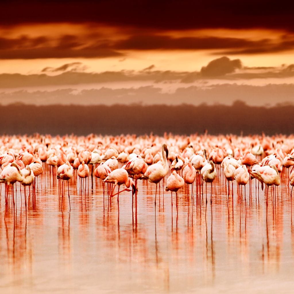 Lake Nakuru Flamingos Canvas Wall Art