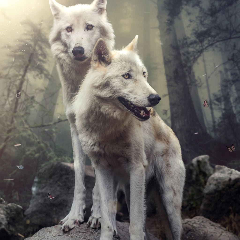 Double Wolves Canvas Wall Art