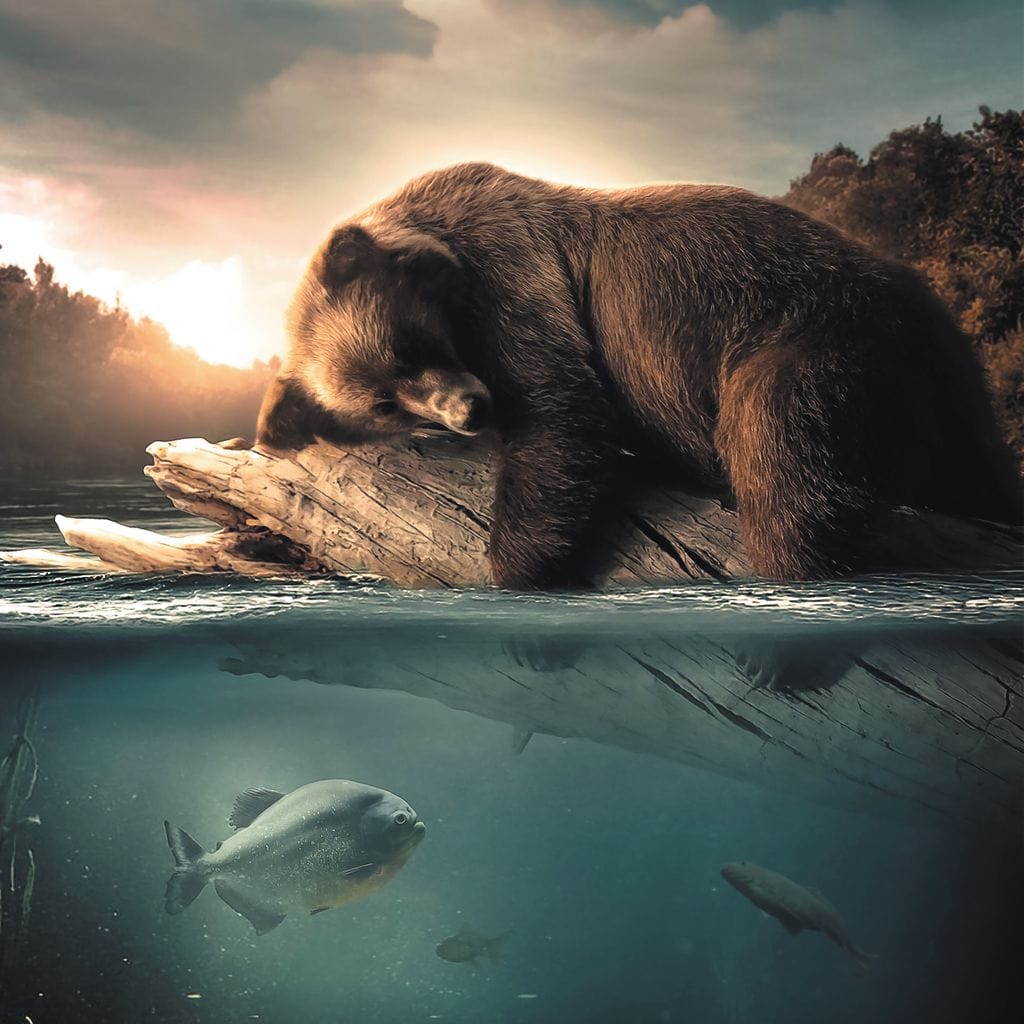 Floating Bear Canvas Wall Art
