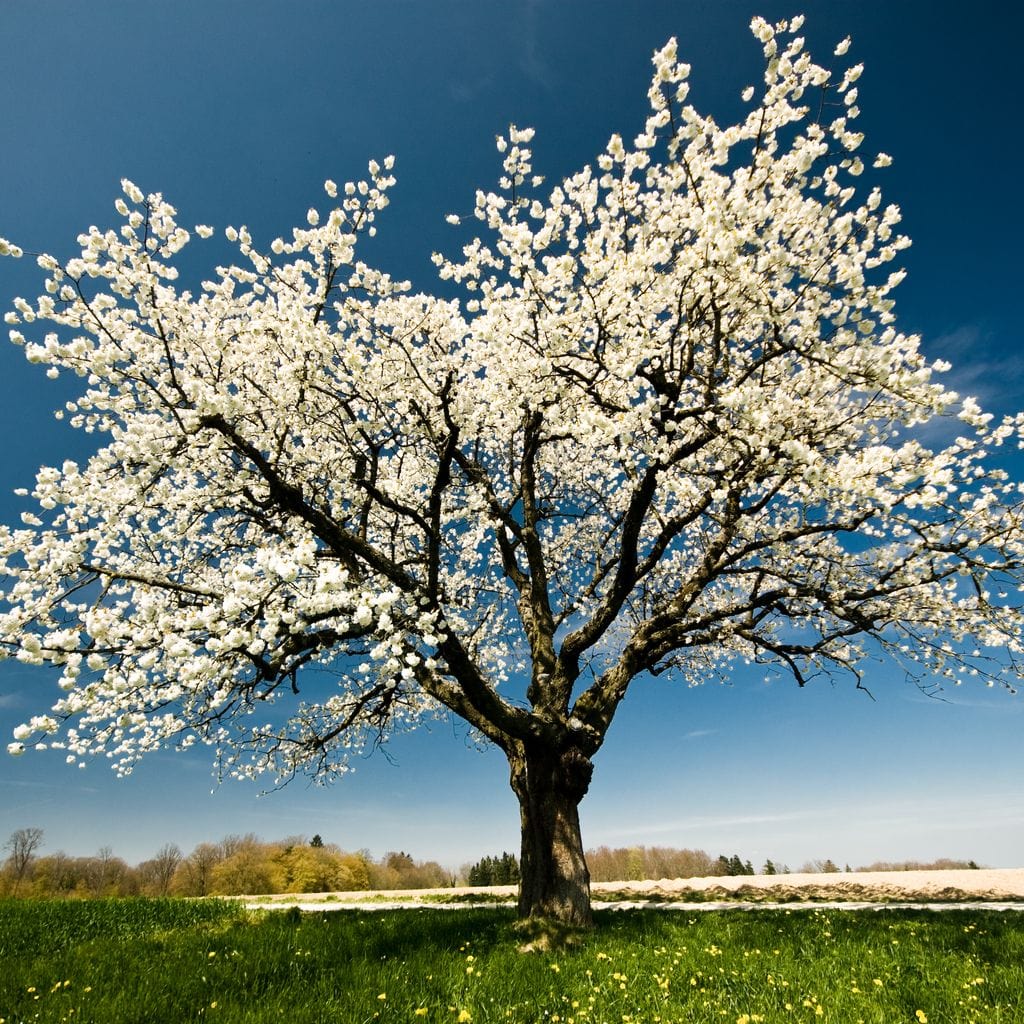 White Tree Canvas Wall Art