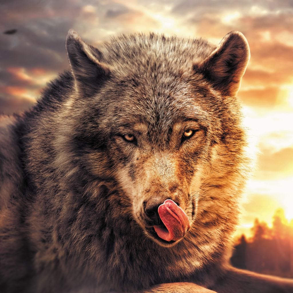 Wolf Sunset Canvas Wall Art