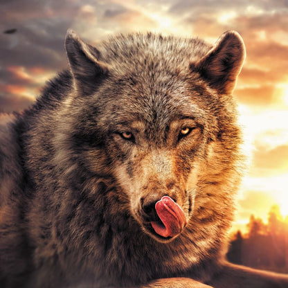 Wolf Sunset Canvas Wall Art