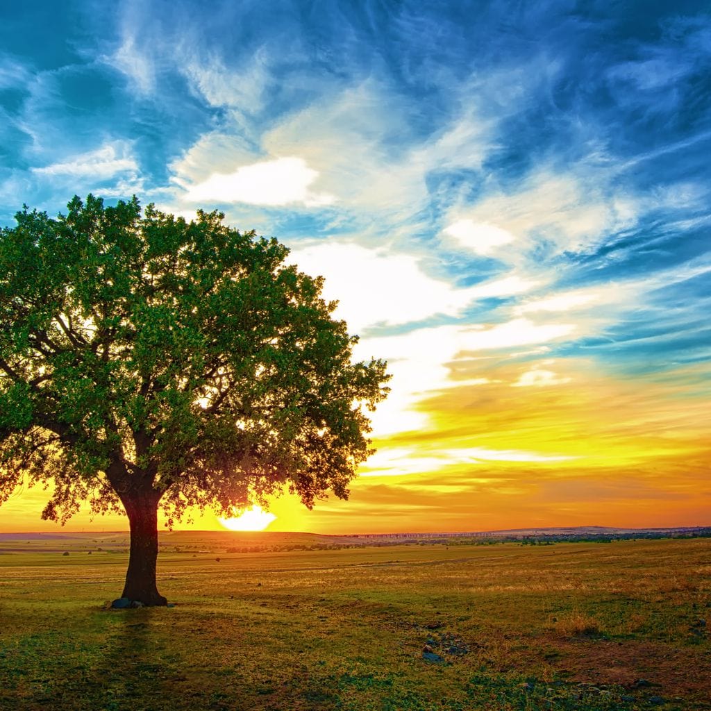 Sunrise Tree Canvas Wall Art