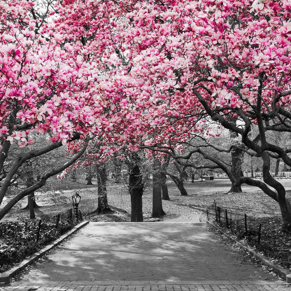 Pink Blossoms in Black and White Canvas Wall Art