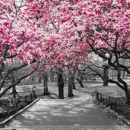 Pink Blossoms in Black and White Canvas Wall Art