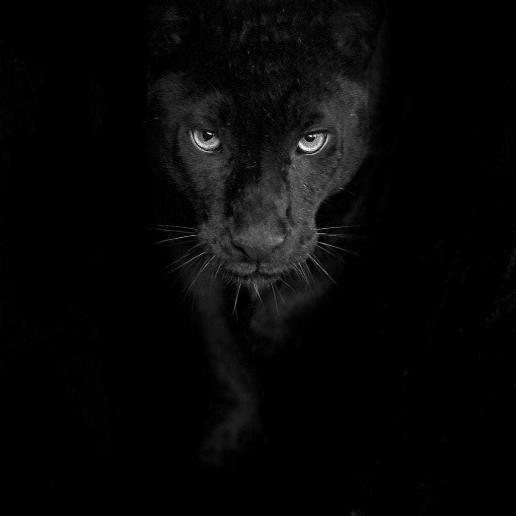 Black and White Panther Canvas Wall Art