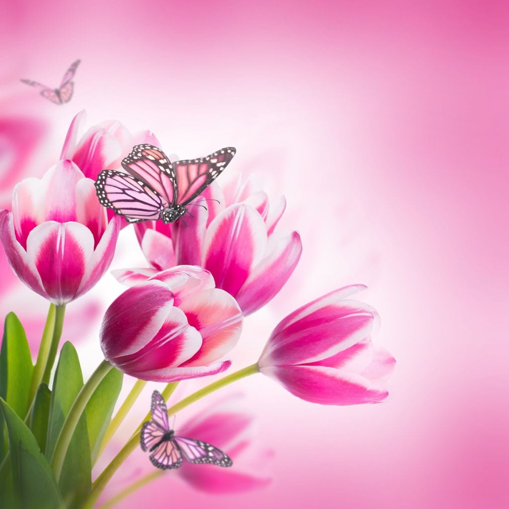 Bouquet of Pink Tulips & Butterflies Canvas Wall Art