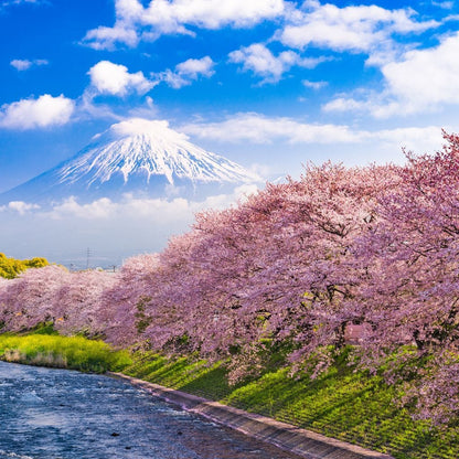 Cherry Blossoms in Japan Canvas Wall Art