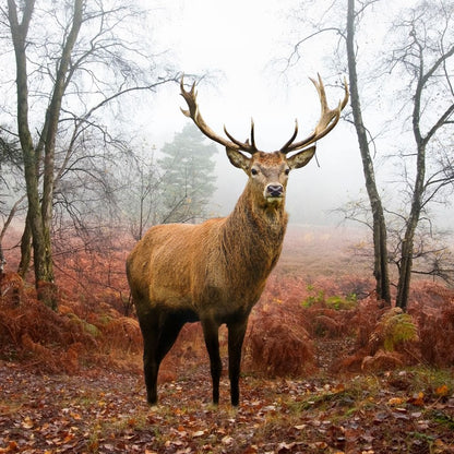 Red Deer Stag Canvas Wall Art