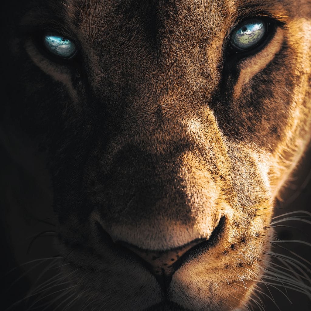 Lioness Eyes Canvas Wall Art