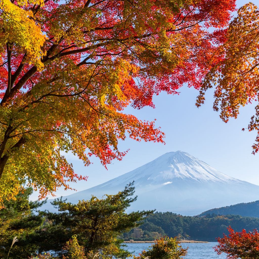 Autumn Trees by Mount Fuji Canvas Wall Art
